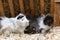 Guinea pigs sitting on sawdust