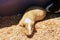 Guinea pigs that were raised in cages . A group of guinea pig are in the cage