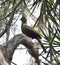 Guinea Turaco