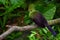 Guinea turaco sitting on a branch, also known by its scientific name Tauraco persa