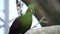 Guinea turaco Tauraco persa, also known as the green turaco or green lourie close up in the sunlight peeking through the