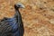 Guineafowl bird