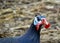 Guineafowl. Bird