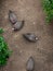 Guineafowl bird Chicken Top view