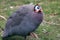 Guineafowl bird is originally from Africa