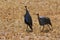 Guineafowl birds on the ground in Africa