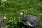 Guineafowl Birds in Spring