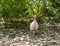 Guineafowl broody hen with her new hatch out chicks in the garden