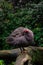 guineafowl chicken bird on the tree rod