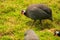 Guineafowl in Chonburi