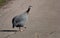 Guineafowl crossing the street under the sun