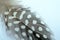 Guineafowl feathers with white spots and fluff on a white background. Concept of liberty and freedom