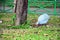 Guineafowl or Guineahen in garden