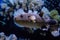 Guineafowl pufferfish, golden puffer  Arothron meleagris.