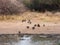 Guineafowl at a waterhole in the bush