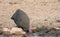 Guineafowl at a waterhole in the bush