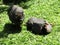 Guineafowls also known as  `pet speckled hens` or `original fowl`