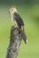 Guira Cuckoo with frog in beak. Brazil.