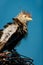 Guira Cuckoo on its twig nest.