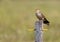 Guira cuckoo perched on a wooden post