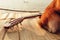 Guitar beside a dog on reed mat near the sea at sunset. Travel, vocation, holiday, summer concept