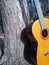 A guitar in a finus forest in sri lanka