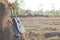 Guitar and violin resting on straw Division in the fields, the w