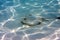 Guitarfish under water lies merging with a sandy bottom