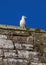 Gul at Caernarfon Castle in North Wales, UK