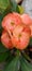 Guldaveri flower  beautiful  natural medicinal