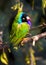 Guldova Amadina. finch. little green bird