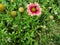 Gulendia Nature Flower walpaper image baground gardning natural