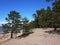 Gulf of Finland coast. Pine forest and beach on the North sea coast.