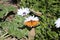 Gulf Fritilary on a Cape Marguerite