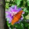 Gulf fritilary on passion flower passiflora incarnata