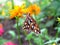 Gulf Fritillary