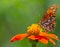 Gulf fritillary, Agraulis vanillae on Mexican Sunflower