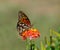 Gulf Fritillary butterfly