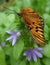 Gulf Fritillary butterfly