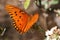 Gulf Fritillary Butterfly