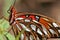 Gulf Fritillary Butterfly