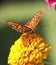 Gulf Fritillary Butterfly - Agraulis vanillae On Gold Zinnia Blossom