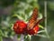 Gulf Fritillary Butterfly - Agraulis vanillae On Lantana Blossom