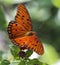 Gulf Fritillary Butterfly - Agraulis vanillae On Lantana Blossom