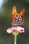 Gulf Fritillary Butterfly - Agraulis vanillae On Pink Zinnia Bloom