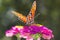 Gulf Fritillary Butterfly - Agraulis vanillae On Pink Zinnia Blossom