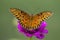 Gulf Fritillary Butterfly - Agraulis vanillae On Purple Pink Zinnia Bloom