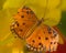 Gulf Fritillary Butterfly with Broken Wings on Yellow Nectar Flower in Arizona Desert