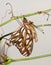 Gulf Fritillary butterfly after eclosion, hanging next to his chrysalis