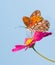 Gulf Fritillary butterfly feeding on a pink Cosmos flower